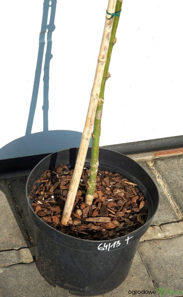 KLON PALMOWY GEISHA GONE WILD Acer palmatum 'Geisha Gone Wild'