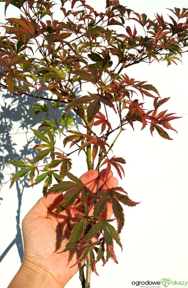 KLON PALMOWY GEISHA GONE WILD Acer palmatum 'Geisha Gone Wild'