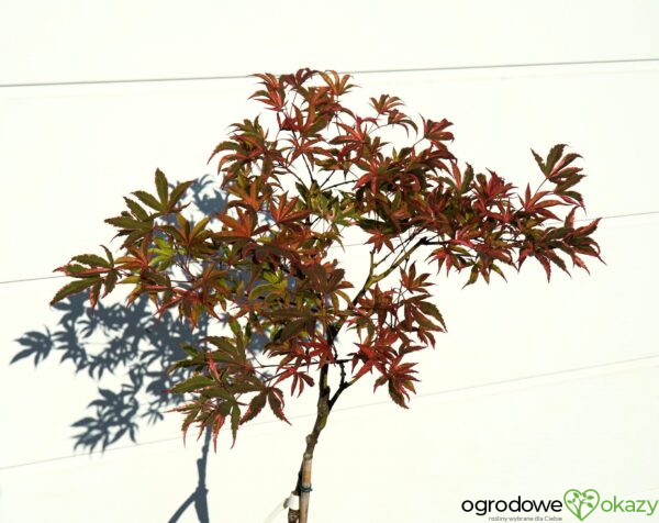 KLON PALMOWY GEISHA GONE WILD Acer palmatum 'Geisha Gone Wild'
