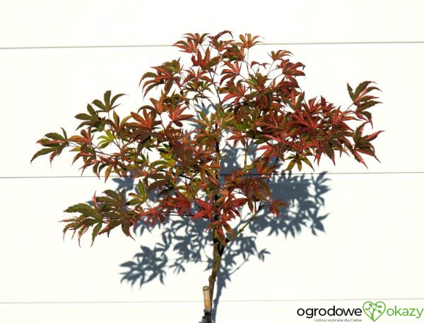 KLON PALMOWY GEISHA GONE WILD Acer palmatum 'Geisha Gone Wild'