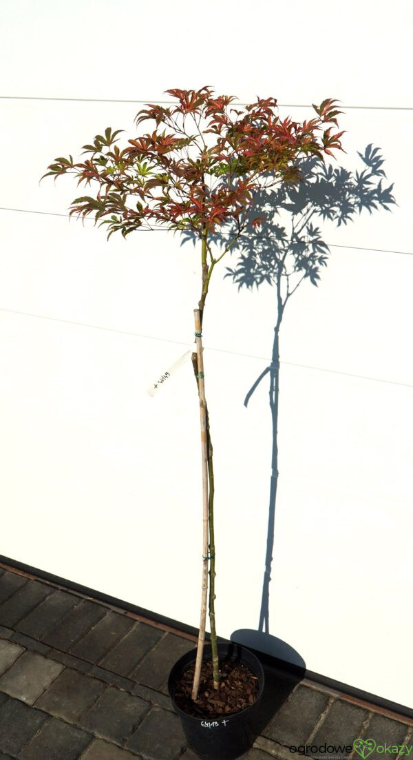 KLON PALMOWY GEISHA GONE WILD Acer palmatum 'Geisha Gone Wild'