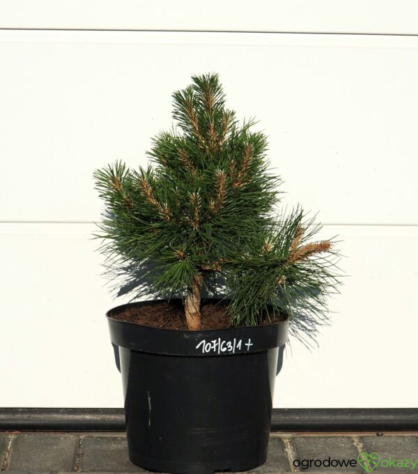 SOSNA CHIŃSKA SHENYANG Pinus tabuliformis 'Shenyang'