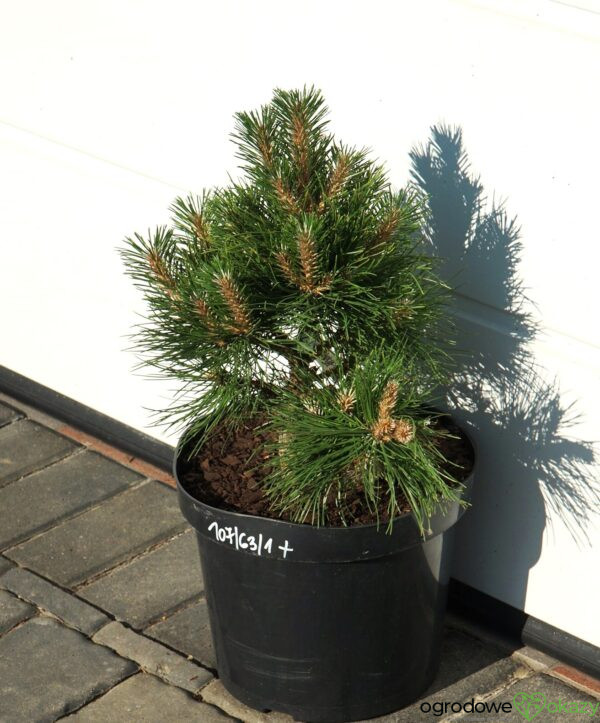 SOSNA CHIŃSKA SHENYANG Pinus tabuliformis 'Shenyang'