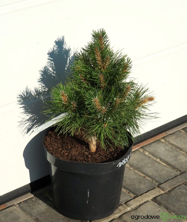 SOSNA CHIŃSKA SHENYANG Pinus tabuliformis 'Shenyang'