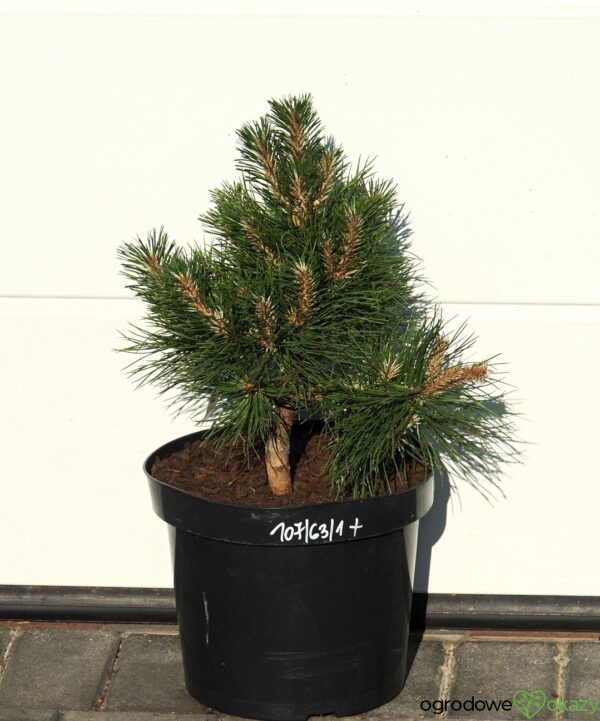 SOSNA CHIŃSKA SHENYANG Pinus tabuliformis 'Shenyang'