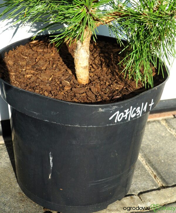 SOSNA CHIŃSKA SHENYANG Pinus tabuliformis 'Shenyang'