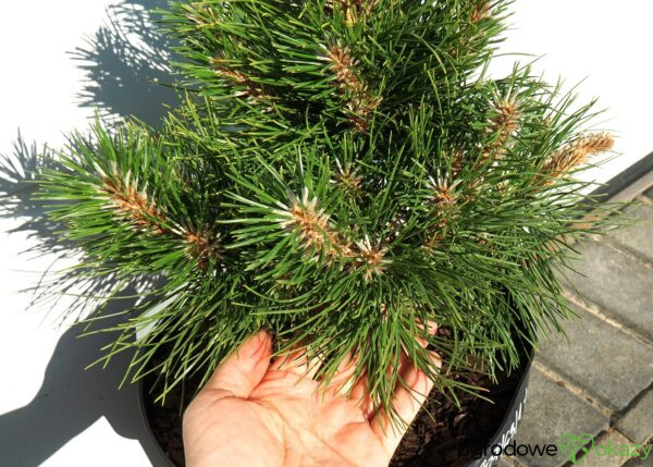 SOSNA CHIŃSKA SHENYANG Pinus tabuliformis 'Shenyang'