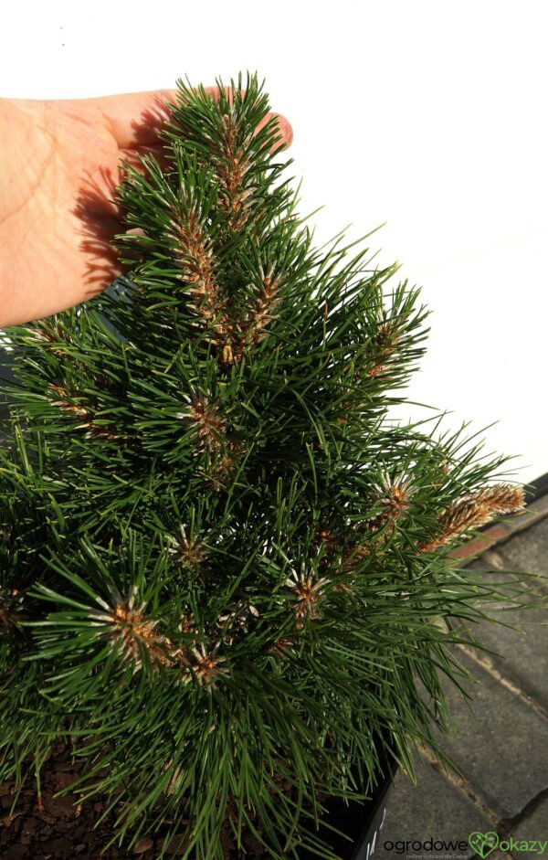 SOSNA CHIŃSKA SHENYANG Pinus tabuliformis 'Shenyang'