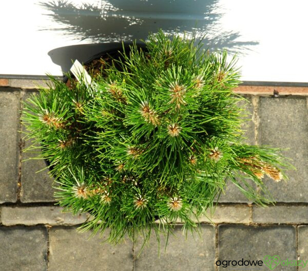 SOSNA CHIŃSKA SHENYANG Pinus tabuliformis 'Shenyang'