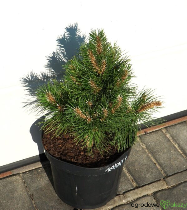 SOSNA CHIŃSKA SHENYANG Pinus tabuliformis 'Shenyang'