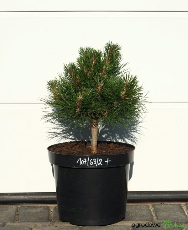 SOSNA CHIŃSKA SHENYANG Pinus tabuliformis 'Shenyang'