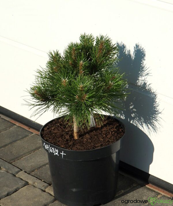 SOSNA CHIŃSKA SHENYANG Pinus tabuliformis 'Shenyang'