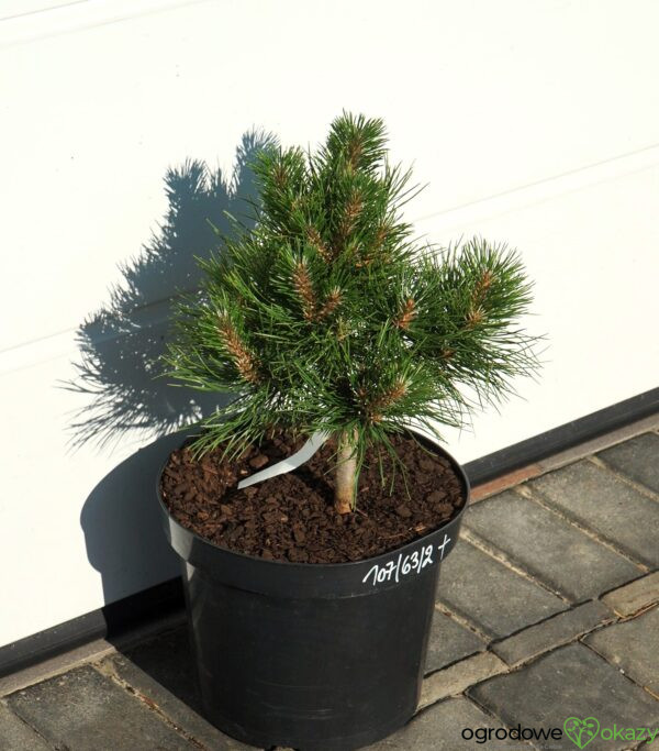 SOSNA CHIŃSKA SHENYANG Pinus tabuliformis 'Shenyang'