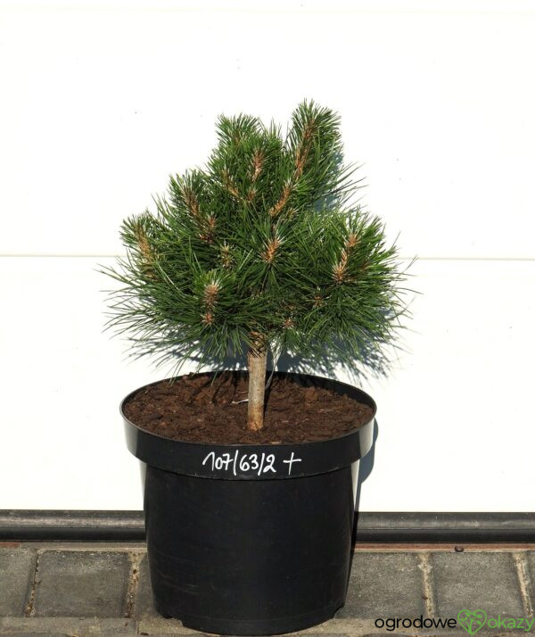SOSNA CHIŃSKA SHENYANG Pinus tabuliformis 'Shenyang'