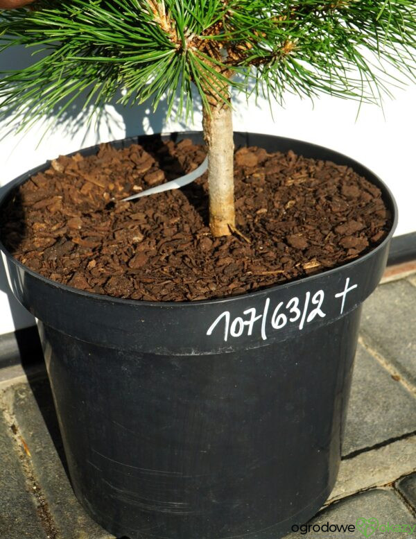 SOSNA CHIŃSKA SHENYANG Pinus tabuliformis 'Shenyang'