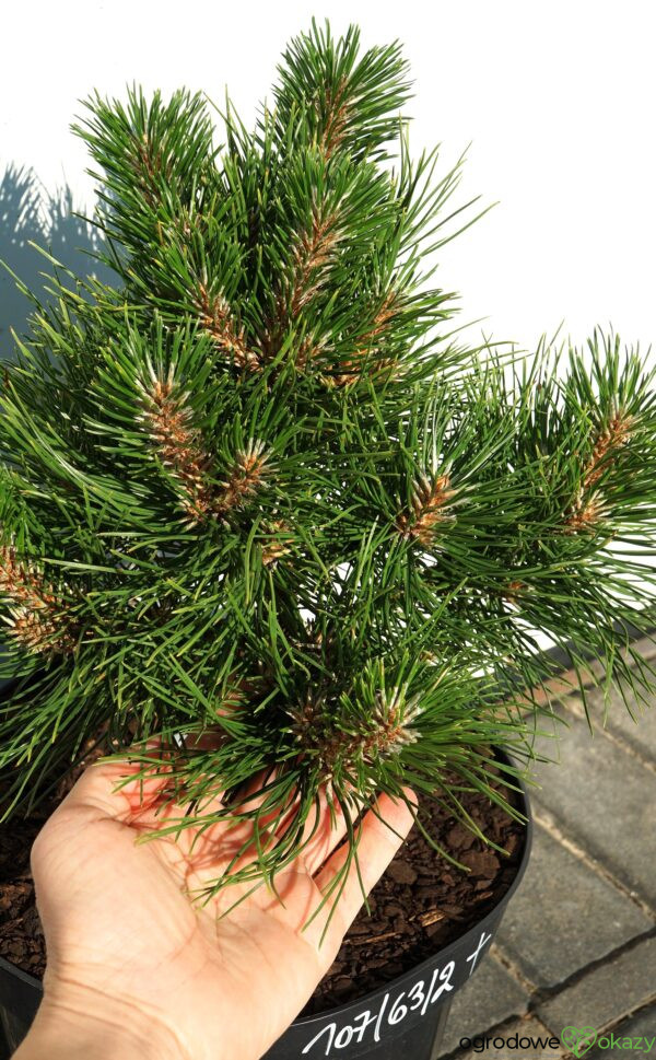 SOSNA CHIŃSKA SHENYANG Pinus tabuliformis 'Shenyang'
