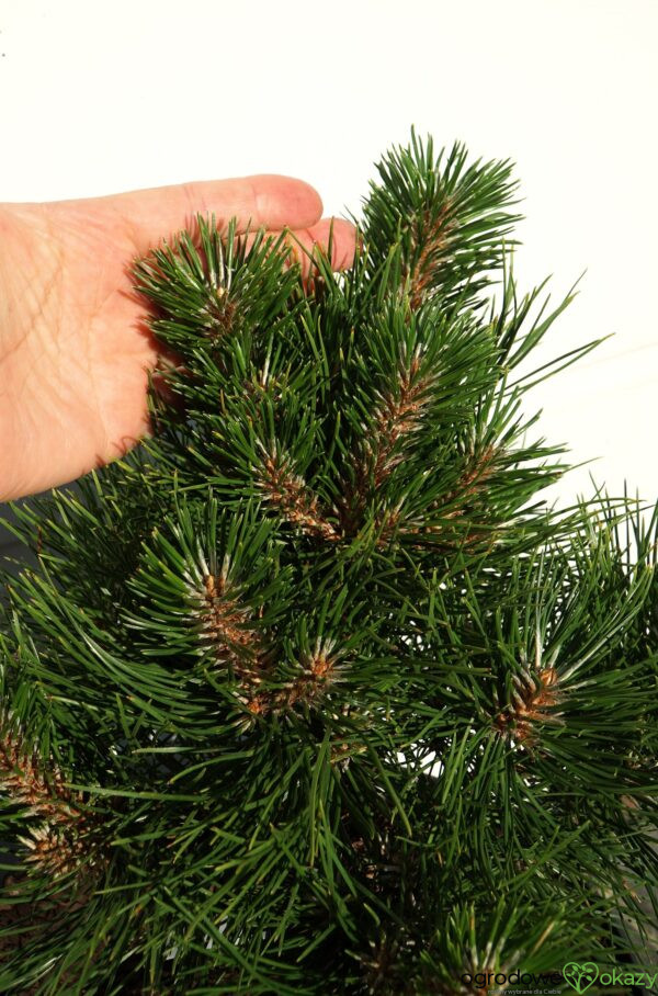 SOSNA CHIŃSKA SHENYANG Pinus tabuliformis 'Shenyang'