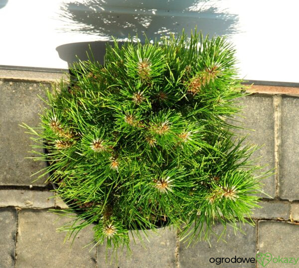 SOSNA CHIŃSKA SHENYANG Pinus tabuliformis 'Shenyang'