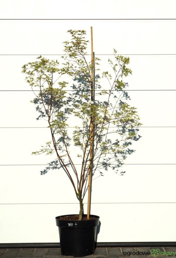 KLON PALMOWY BUTTERFLY Acer palmatum 'Butterfly'