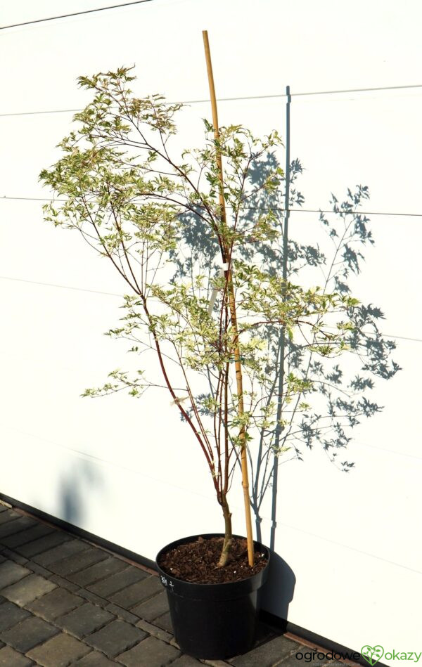 KLON PALMOWY BUTTERFLY Acer palmatum 'Butterfly'