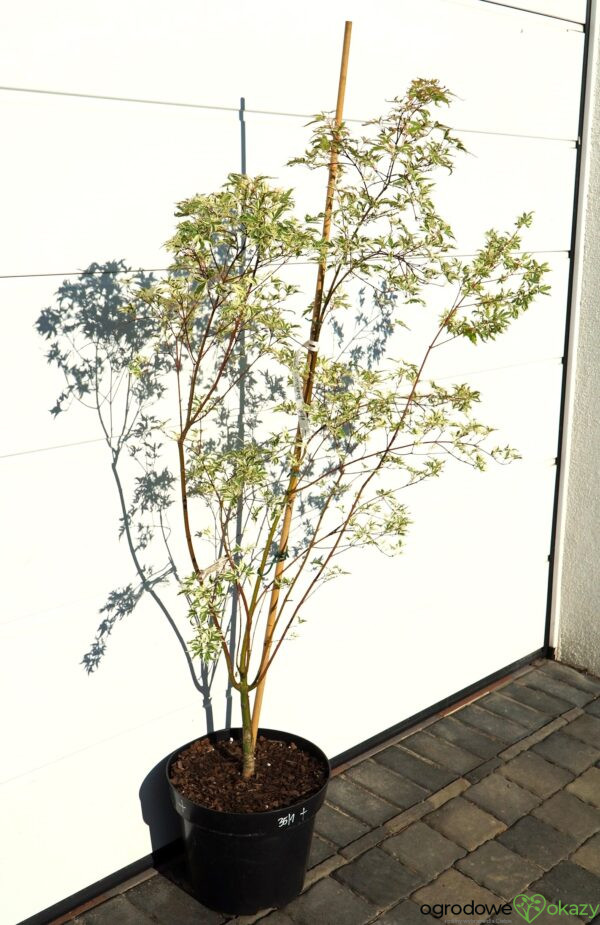 KLON PALMOWY BUTTERFLY Acer palmatum 'Butterfly'