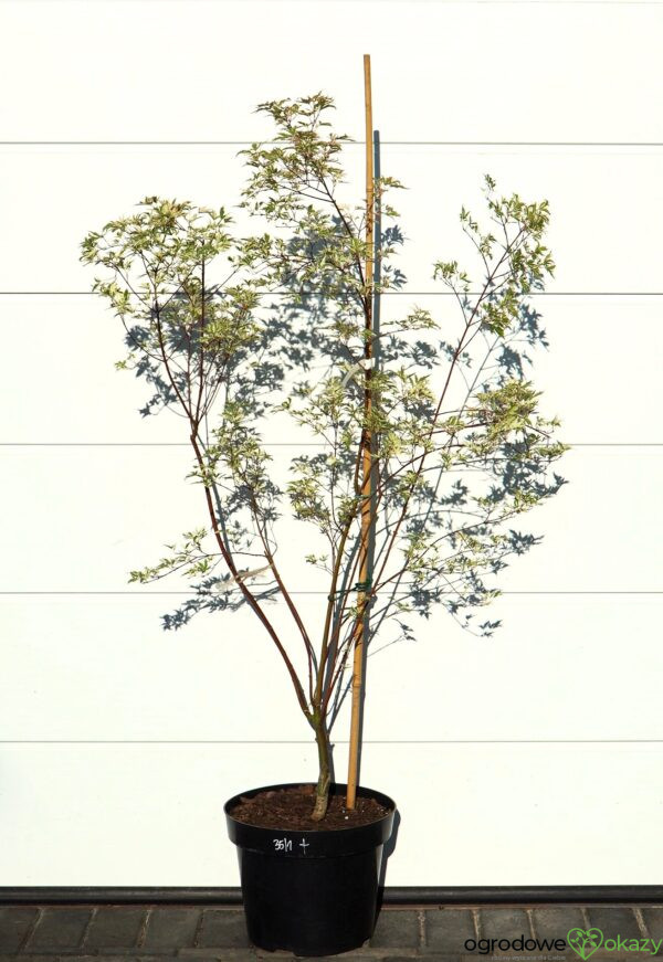 KLON PALMOWY BUTTERFLY Acer palmatum 'Butterfly'