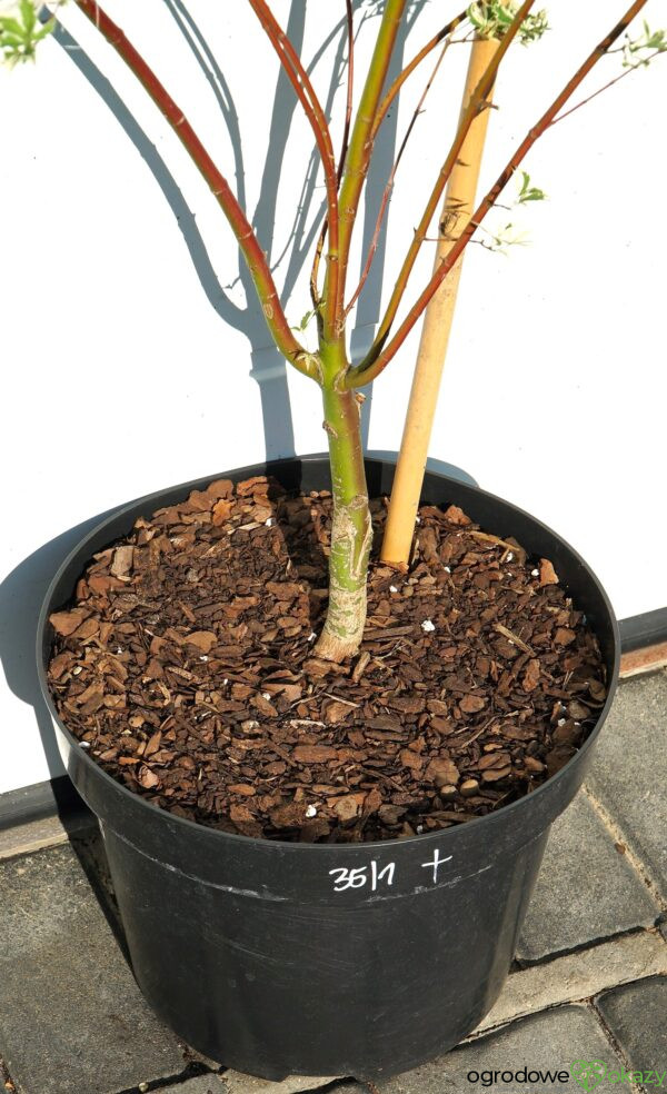 KLON PALMOWY BUTTERFLY Acer palmatum 'Butterfly'