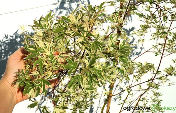KLON PALMOWY BUTTERFLY Acer palmatum 'Butterfly'