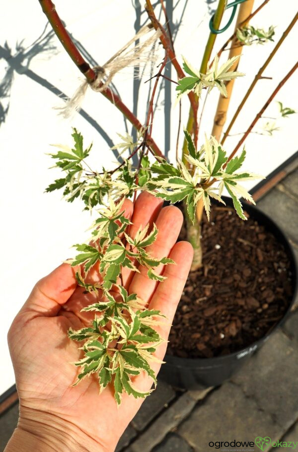 KLON PALMOWY BUTTERFLY Acer palmatum 'Butterfly'