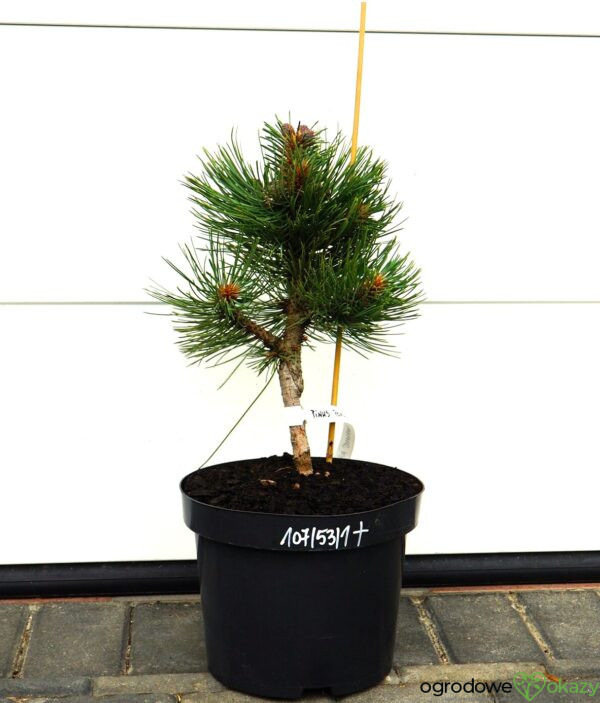 SOSNA ŻÓŁTA MARGARET Pinus ponderosa 'Margarette'
