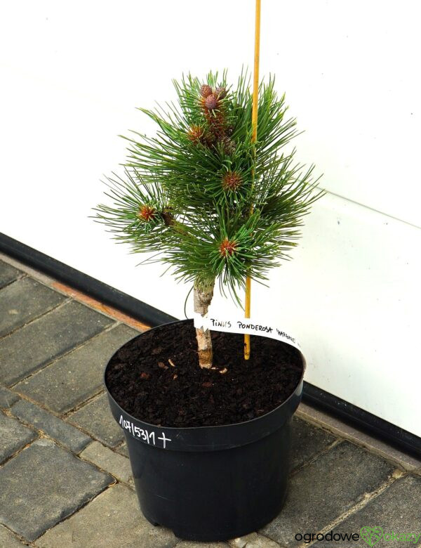 SOSNA ŻÓŁTA MARGARET Pinus ponderosa 'Margarette'