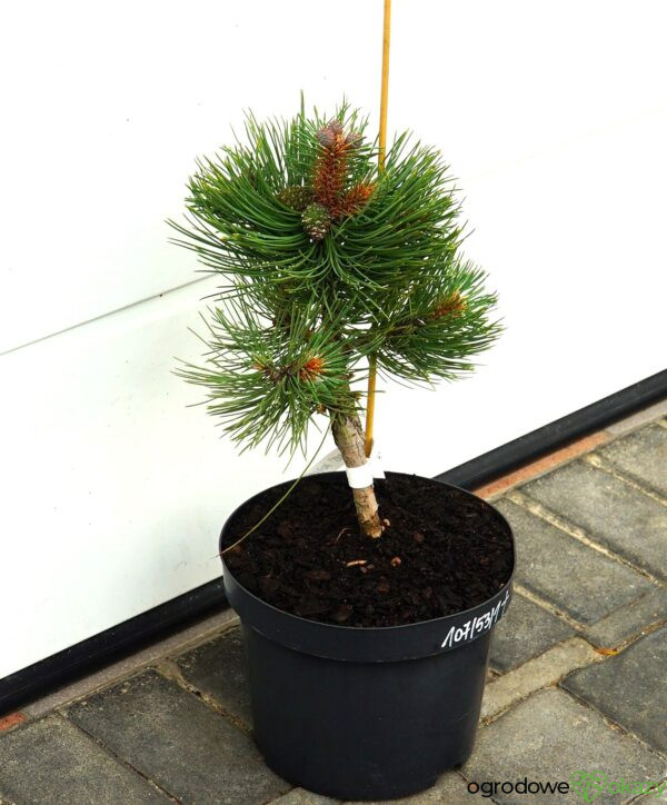 SOSNA ŻÓŁTA MARGARET Pinus ponderosa 'Margarette'