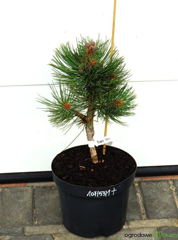 SOSNA ŻÓŁTA MARGARET Pinus ponderosa 'Margarette'