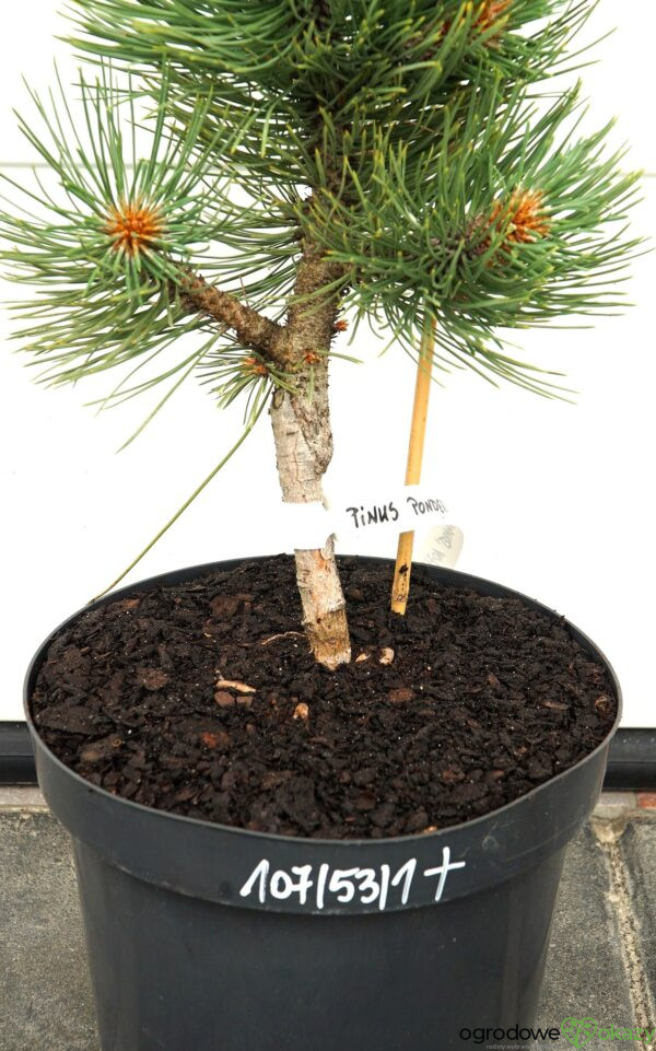 SOSNA ŻÓŁTA MARGARET Pinus ponderosa 'Margarette'