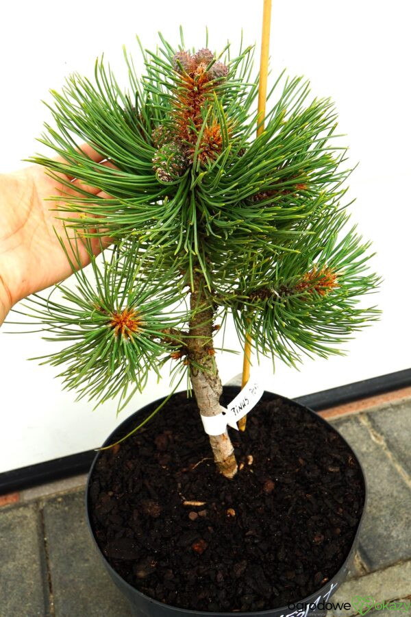 SOSNA ŻÓŁTA MARGARET Pinus ponderosa 'Margarette'