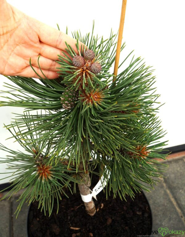 SOSNA ŻÓŁTA MARGARET Pinus ponderosa 'Margarette'