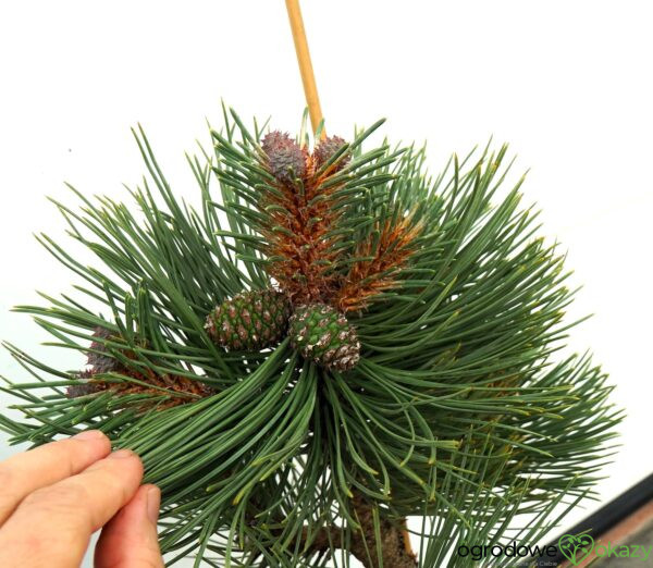SOSNA ŻÓŁTA MARGARET Pinus ponderosa 'Margarette'