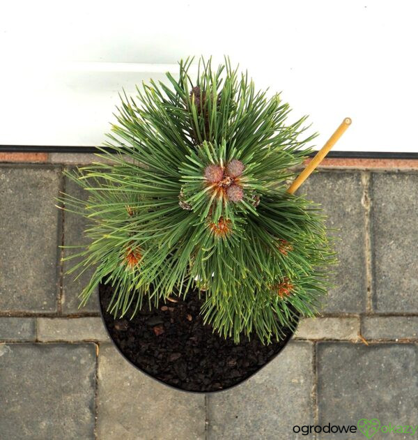 SOSNA ŻÓŁTA MARGARET Pinus ponderosa 'Margarette'