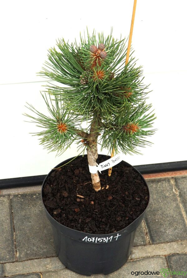 SOSNA ŻÓŁTA MARGARET Pinus ponderosa 'Margarette'