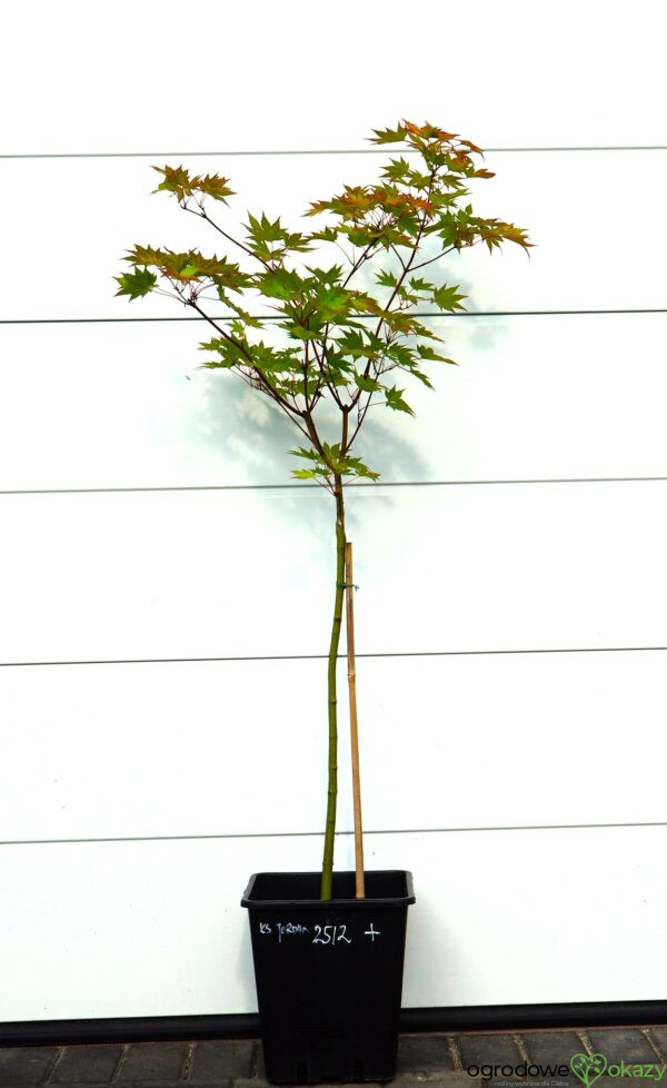 KLON SHIRASAWY JORDAN Acer shirasawanum 'Jordan'