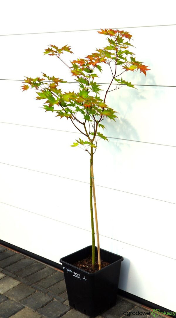 KLON SHIRASAWY JORDAN Acer shirasawanum 'Jordan'