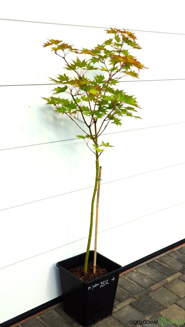 KLON SHIRASAWY JORDAN Acer shirasawanum 'Jordan'