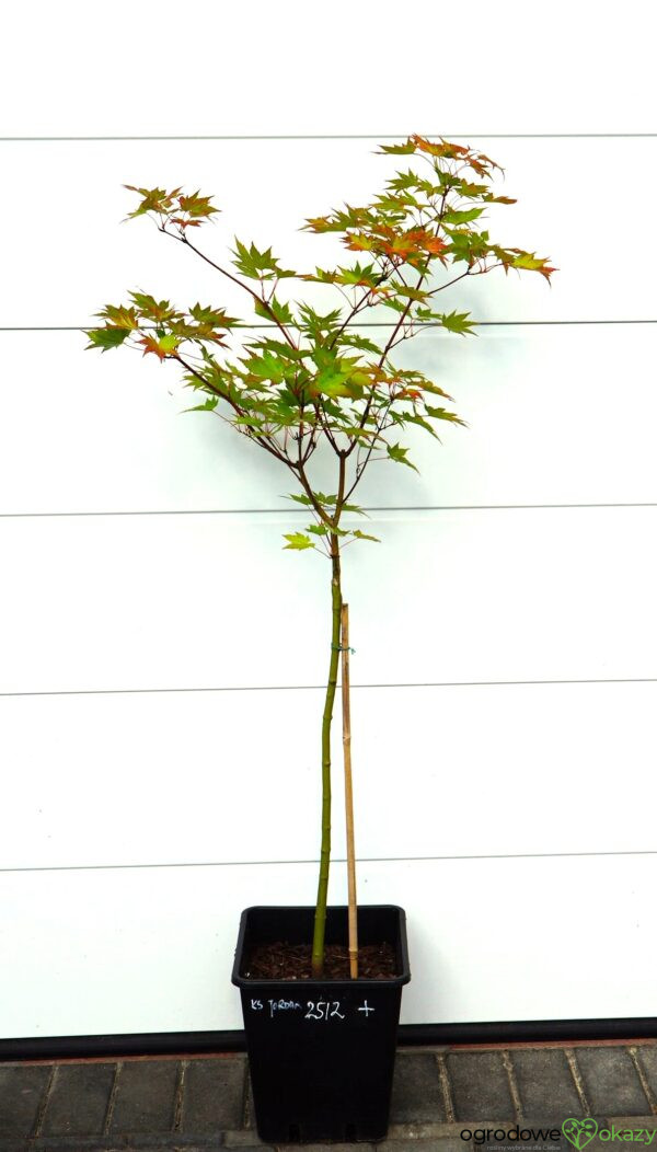 KLON SHIRASAWY JORDAN Acer shirasawanum 'Jordan'
