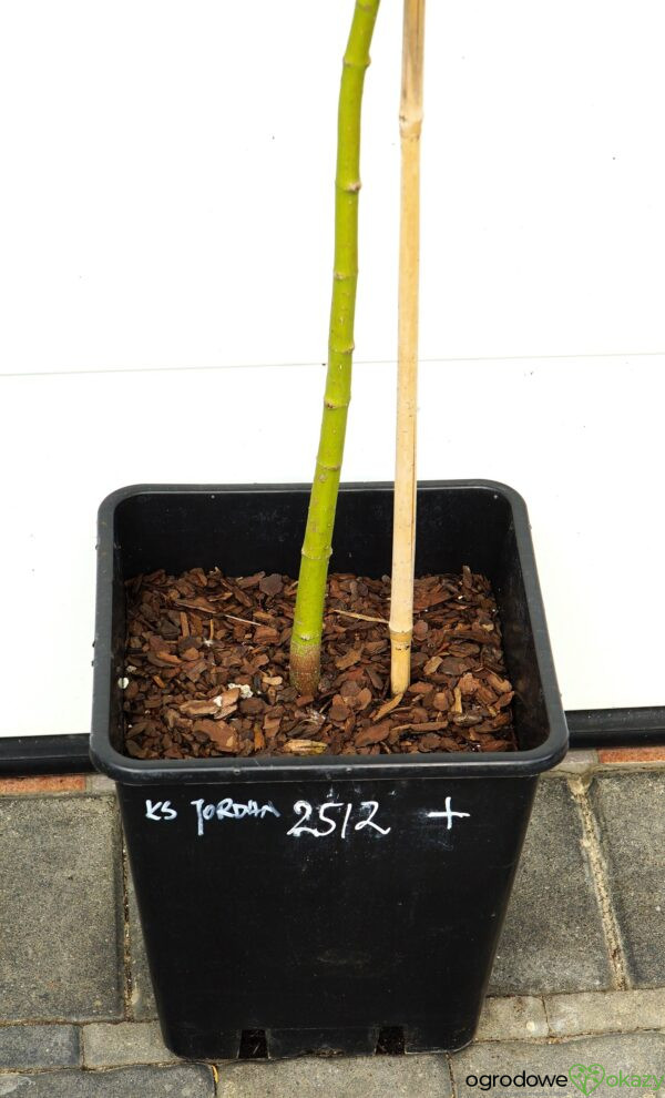 KLON SHIRASAWY JORDAN Acer shirasawanum 'Jordan'
