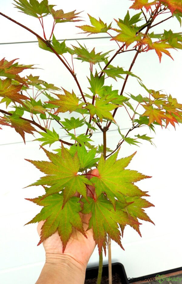 KLON SHIRASAWY JORDAN Acer shirasawanum 'Jordan'