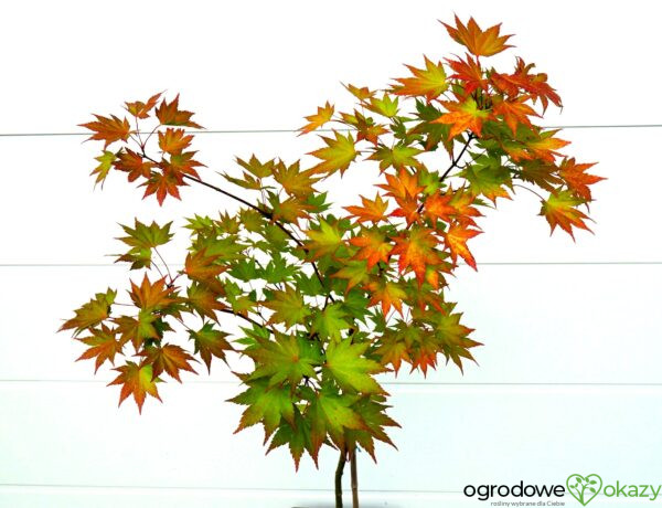 KLON SHIRASAWY JORDAN Acer shirasawanum 'Jordan'