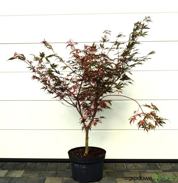 KLON PALMOWY RAINBOW Acer palmatum ‚Rainbow‘