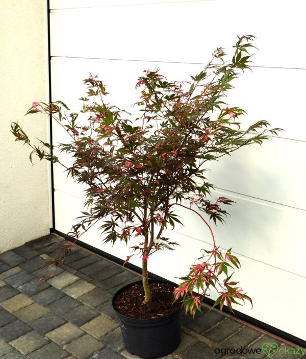KLON PALMOWY RAINBOW Acer palmatum ‚Rainbow‘