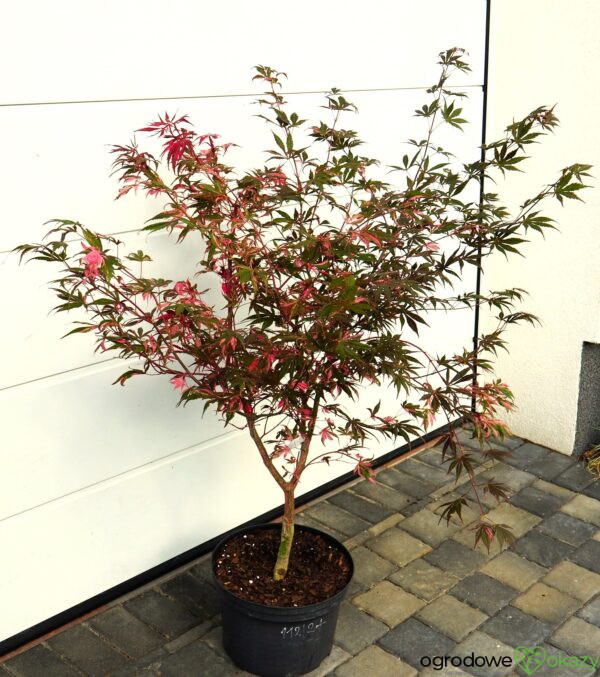 KLON PALMOWY RAINBOW Acer palmatum ‚Rainbow‘