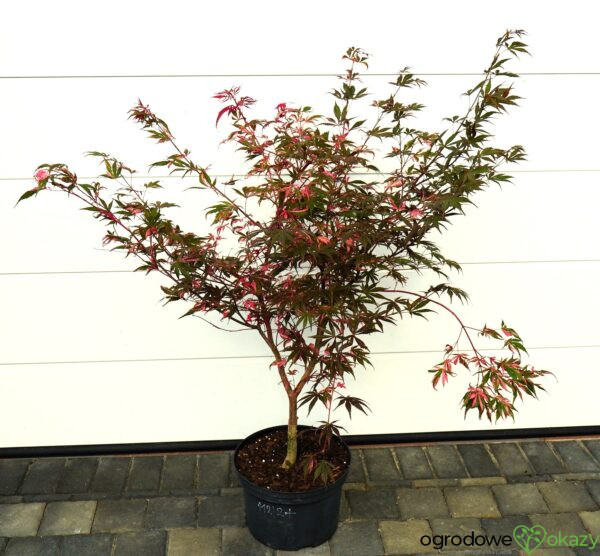 KLON PALMOWY RAINBOW Acer palmatum ‚Rainbow‘